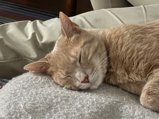 Socrates, my cat